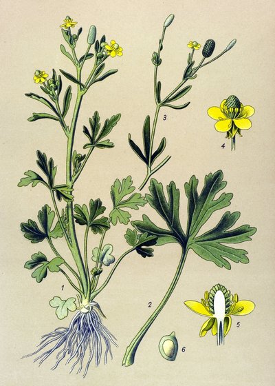 Quadro botânico. Venenoso (tóxico): Ranúnculo de manteiga ou aipo de folha de manteiga (Ranunculus sceleratus) de Unbekannter Künstler