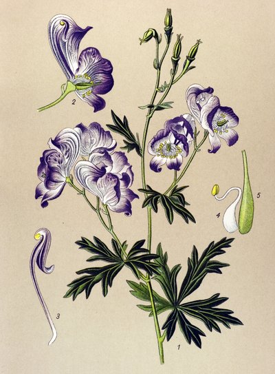Quadro botânico. Planta venenosa (tóxica) e medicinal: Aconitum variegatum de Unbekannter Künstler