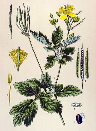 Quadro botânico. Planta venenosa (tóxica) e medicinal: Chelidoina ou chelidoina grande (Chelidonium majus) de Unbekannter Künstler