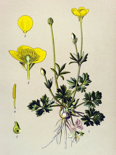 Quadro botânico. Planta venenosa (tóxica): Ranúnculo ou botão de ouro (Ranunculus bulbosus) de Unbekannter Künstler