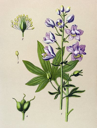 Quadro botânico. Planta venenosa (tóxica): Dolphinella staphysegar (Delphinium staphysagria) de Unbekannter Künstler