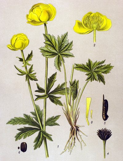 Quadro botânico. Planta venenosa (tóxica): troll europeu (Trollius europaeus) de Unbekannter Künstler
