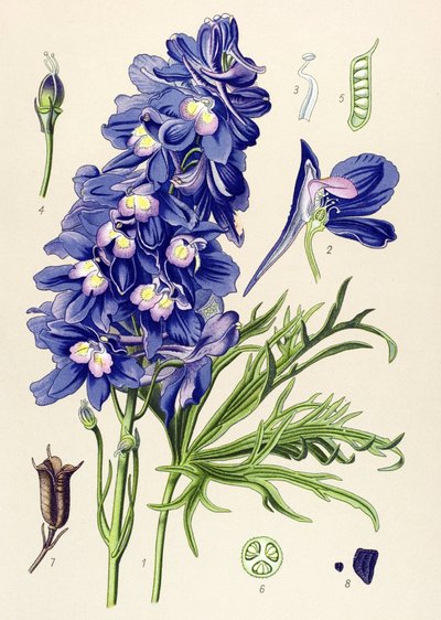 Quadro botânico. Planta venenosa (tóxica): golfinho ou pé de cotovia (Delphinium grandiflorum) de Unbekannter Künstler