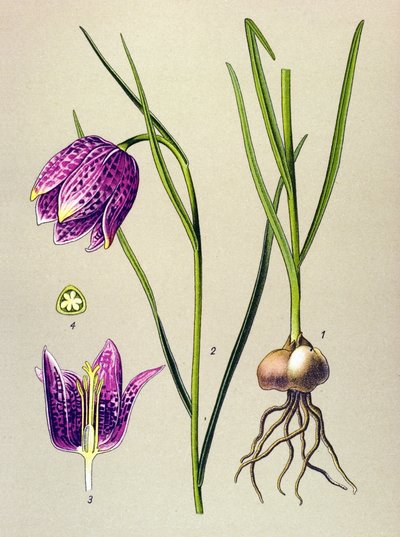 Quadro botânico. Planta venenosa (tóxica): galinha-pintada ou "pintada" (Fritillaria meleagris) de Unbekannter Künstler