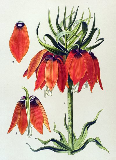 Quadro botânico. Planta venenosa (tóxica): fritillaria imperialis imperiale de Unbekannter Künstler