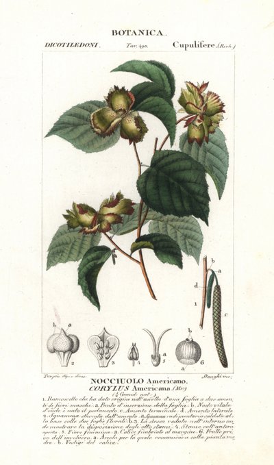 Quadro botânico: avelã e avelã - Avelã americana, Corylus americana, originária da América do Norte. Gravura em chapa de cobre colorida à mão, do "Dicionário de Ciências Naturais" de Jussieu, 1837. Gravado por Stanghi, desenhado por Pierre Jean-Francois T de Unbekannter Künstler