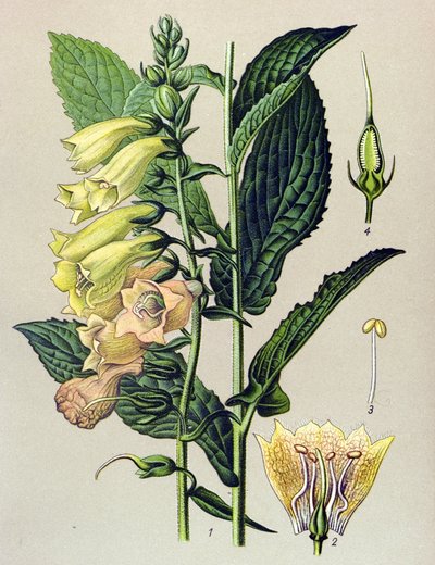Tábua botânica, planta: Digitalis grandiflora (Digitalis grandiflora) de Unbekannter Künstler