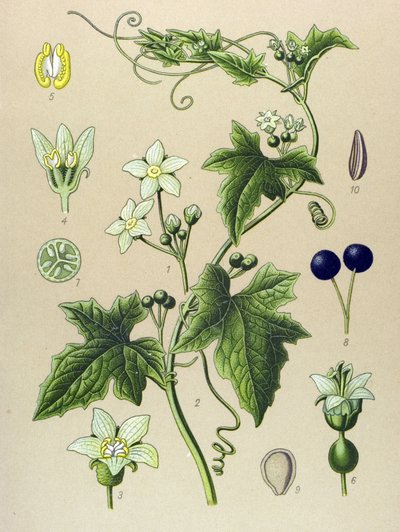 Tábua botânica, planta: Bryone (Bryonia alba) de Unbekannter Künstler