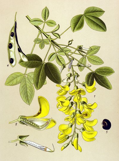 Tábua botânica, planta: Citite comum ou Falso ebene (Cytisus Laburnum) de Unbekannter Künstler