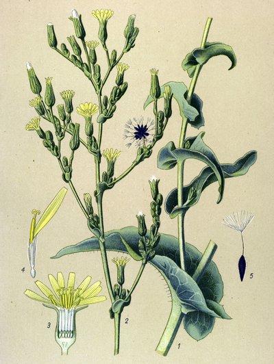 Tábua botânica, planta: alface feroz ou alface selvagem (Lactuca virosa) de Unbekannter Künstler