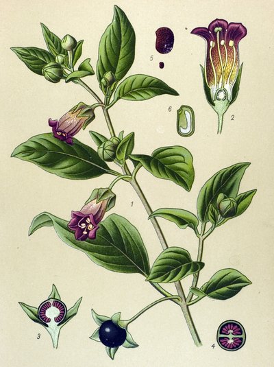 Tábua botânica, planta de La belladonna (Atropa belladonna) de Unbekannter Künstler