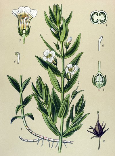 Quadro botânico, planta: o gratiole officinale (Gratiola officinalis) de Unbekannter Künstler