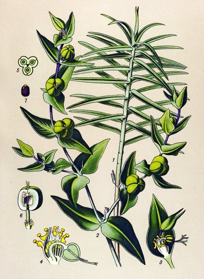 Quadro botânico, planta venenosa e medicinal: Euphorbia epurge (Euphorbia lathyris) de Unbekannter Künstler