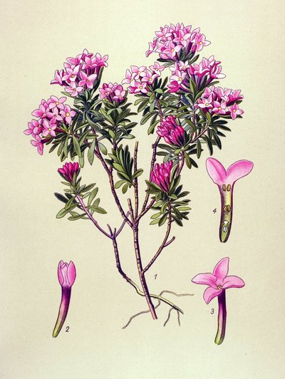 Tábua botânica, planta venenosa: camelee ou camelee dos Alpes (Daphne Cneorum) de Unbekannter Künstler