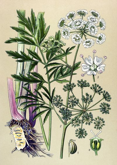 Planta botânica, venenosa (tóxica) e medicinal: Cicuta virosa (Cicuta virosa). de Unbekannter Künstler