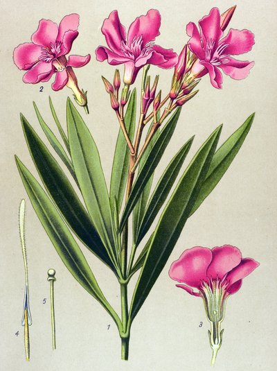 Planta botânica, venenosa (tóxica) e medicinal: folha de louro rosa (Nerium oleander) de Unbekannter Künstler