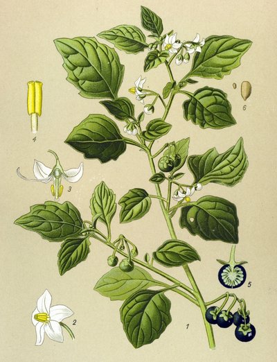 Tábua botânica, planta venenosa (tóxica): Sombra preta (Solanum nigrum) de Unbekannter Künstler