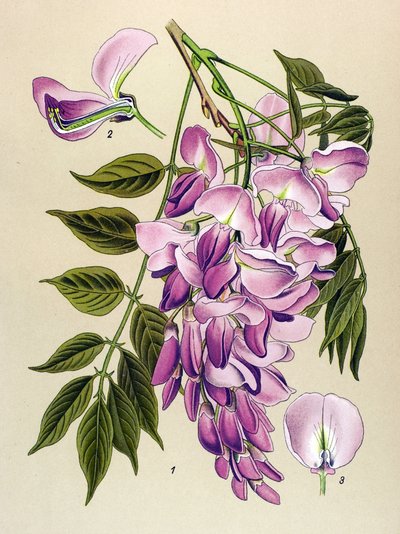 Tábua botânica, planta venenosa (tóxica): Glicina chinesa (Wistaria chinensis) de Unbekannter Künstler