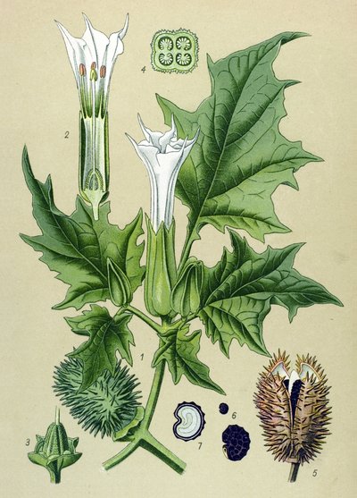 Tábua botânica, planta venenosa (tóxica): Datura stramoine ou estramoine officinal (Datura Stramonium) de Unbekannter Künstler