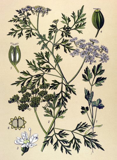 Tábua botânica, planta venenosa (tóxica): Salsa de cão ou salsa falsa (Aethusa cynapium) de Unbekannter Künstler