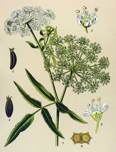 Tábua botânica, planta venenosa (tóxica): Grande Bérle (Sium latifolium) de Unbekannter Künstler
