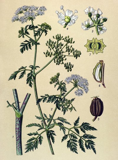Tábua botânica, planta venenosa (tóxica): Cânhamo (Conium maculatum) de Unbekannter Künstler