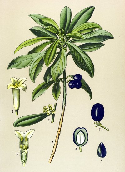 Tábua botânica, planta venenosa (tóxica): Laurel (Daphne Laureola) de Unbekannter Künstler