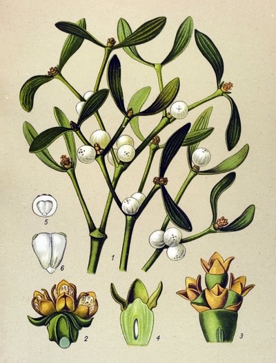 Tábua botânica, planta venenosa (tóxica): Visco de folha (Viscumalbum) de Unbekannter Künstler
