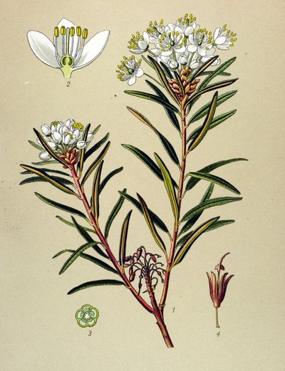 Tábua botânica, planta venenosa (tóxica): Pântano Ledon (Ledum palustre) de Unbekannter Künstler