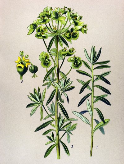 Tábua botânica, planta venenosa (tóxica): Eule redonda ou Euphorbia Peplus (Euphorbia Peplus) de Unbekannter Künstler