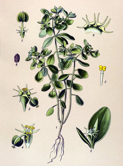 Tábua botânica, planta venenosa (tóxica): euforbia esule ou euforbia acre de Unbekannter Künstler