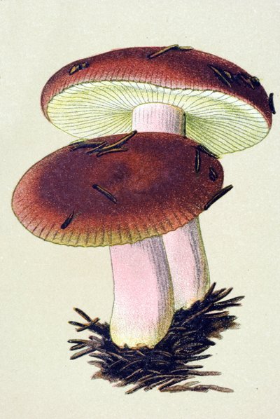 Placa botânica com fungos tóxicos (venenosos): A rúcula emética (Russula emetica) de Unbekannter Künstler