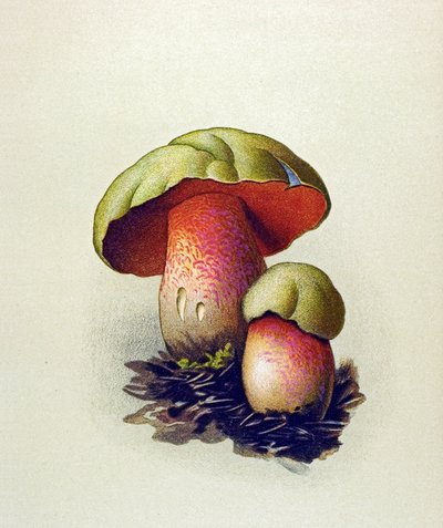 Placa botânica com fungos tóxicos (venenosos): Tábua de lobo (Boletus lupinus) de Unbekannter Künstler