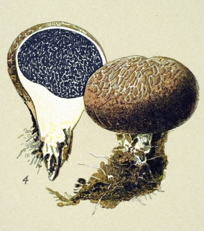 Tábua botânica com fungo tóxico (venenoso): escleroderma vulgar (Scleroderma vulgare) de Unbekannter Künstler