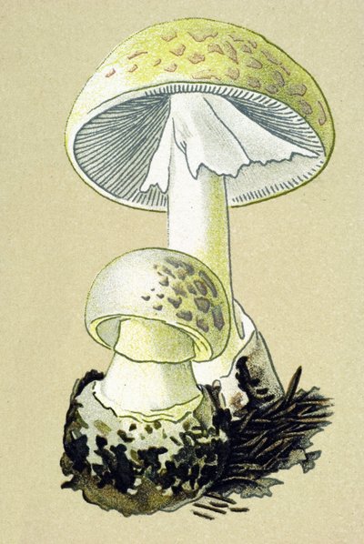 Tábua botânica com fungo tóxico (venoso): amanita falóide (Amanita phalloides) de Unbekannter Künstler