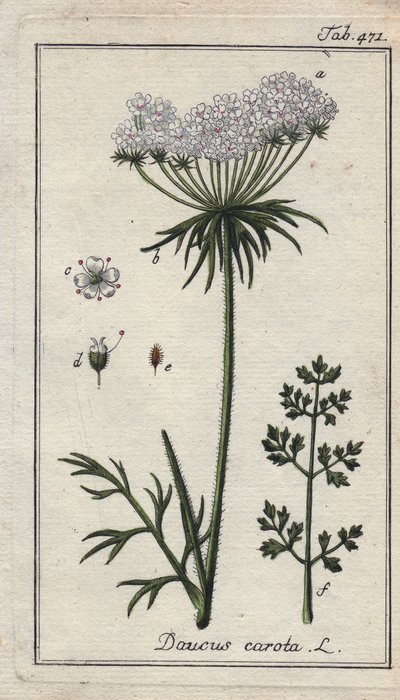 Botânica: flor de cenoura - Flores e folhas de cenoura, Daucus carota. Gravura em chapa de cobre colorida à mão a partir de um desenho de B. Thanner da obra "Icons plantarum medicinalium" de Johannes Zorn, Alemanha de Unbekannter Künstler