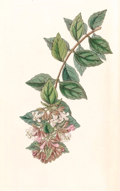Ilustração botânica/Abelia chinensis/Abelia rupestris/Abelia of China/Abelia Rock de Unbekannt