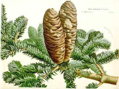Ilustração botânica/Abies numidica/Algerian fir/Numidie fir de Unbekannt