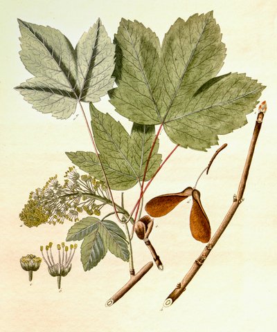 Ilustração botânica/Acer pseudoplatanus/Sycamore Maple de Unbekannt