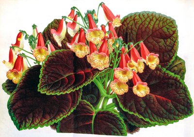 Ilustração botânica/Achimenes naegelioides/Achimene de Unbekannt