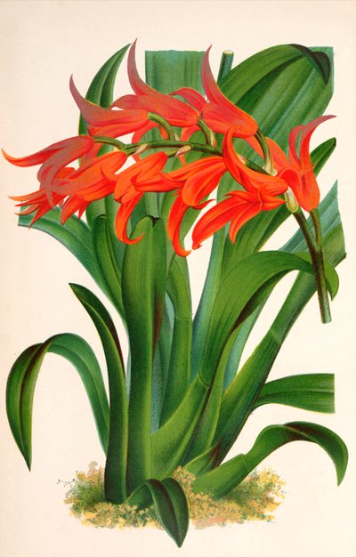 Ilustração botânica/Ada aurantiaca de Unbekannt