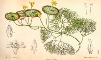 Ilustração botânica/Cabomba aquatica de Unbekannt
