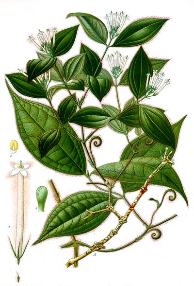 Ilustração botânica/Strychnos toxifera/Curare de Unbekannt