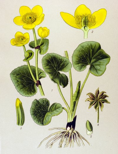 Tábua botânica. Planta venenosa (tóxica): população de pântanos (Caltha palustris) de Unbekannter Künstler