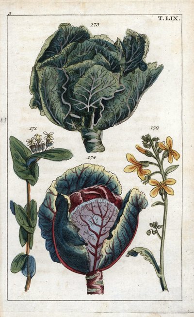 Botânica: couve, couve, Brassica oleracea capitata, flor 172 e cabeça de folhas 173, couve roxa, Brassica oleracea rubra de Unbekannter Künstler