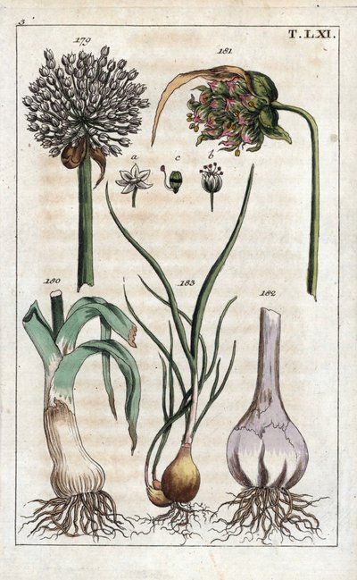 Botânica: alho-porro, alho, echalote - alho-porro, Allium pollum 179, flor de alho, Allium sativum 181, bolbo de alho 182, e chalota, Allium cepa var. aggregatum, ascalonicum de Unbekannter Künstler