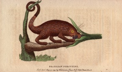 Porco épico bresiliano (Coendou prehensilis), porco épico americano semi-arbóreo das variedades tropicais, cuja cauda preênsil lhe permite trepar às árvores. Desenho de Thomas Pennant (1726-1798). Litografia em The Naturalist Pocket Magazine ou Cabinet com de Unbekannter Künstler