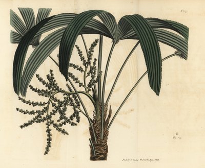 Broadleaf lady palm, Rhapis excelsa (Ratã anã anã terrestre macho, Rhapis flabelliformis mas de Unbekannt