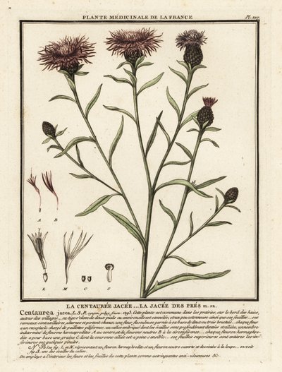 Knapweed castanha, Centaurea jacea. de Unbekannter Künstler