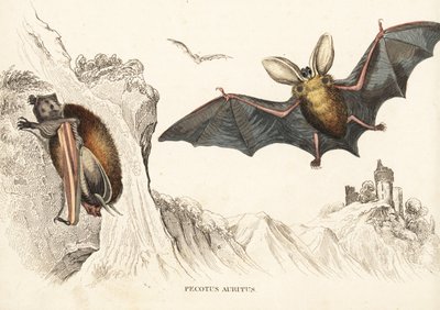 Morcego orelhudo castanho ou morcego orelhudo comum. Gravura em metal aço colorida à mão da Galeria de História Natural de Georg Friedrich Treitschke, Naturhistorischer Bildersaal des Thierreiches, Liepzig-1842. de Unbekannter Künstler